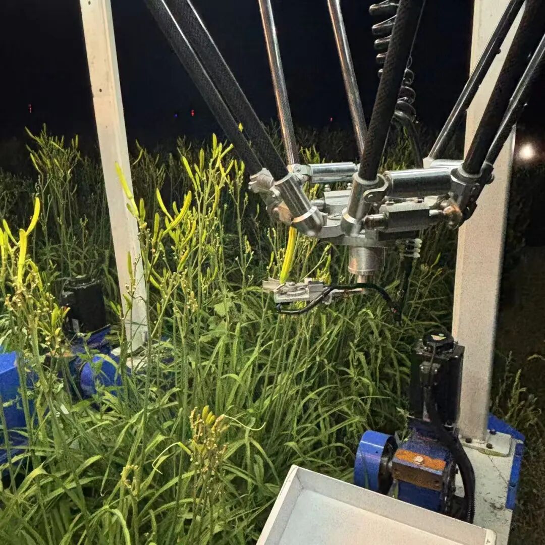 图为花菜智能采摘机器人专用手爪模仿人工侧采方式。